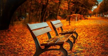 Bench in the park with maple leaves