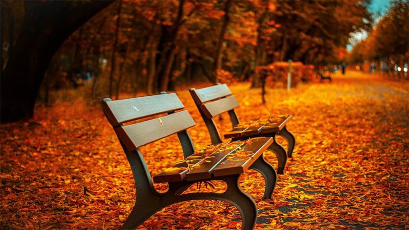 Bench in the park with maple leaves