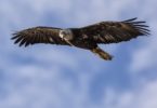 eagle soaring in sky