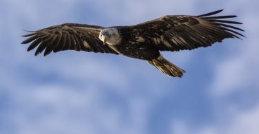 eagle soaring in sky