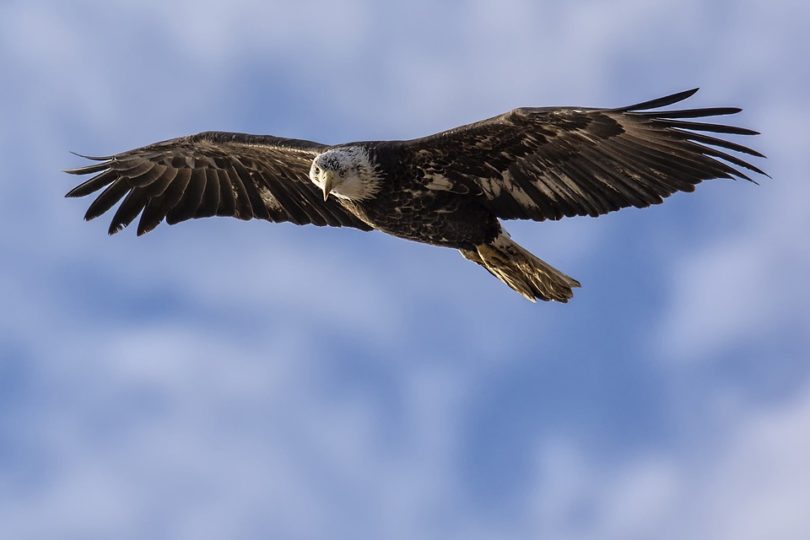 eagle soaring in sky