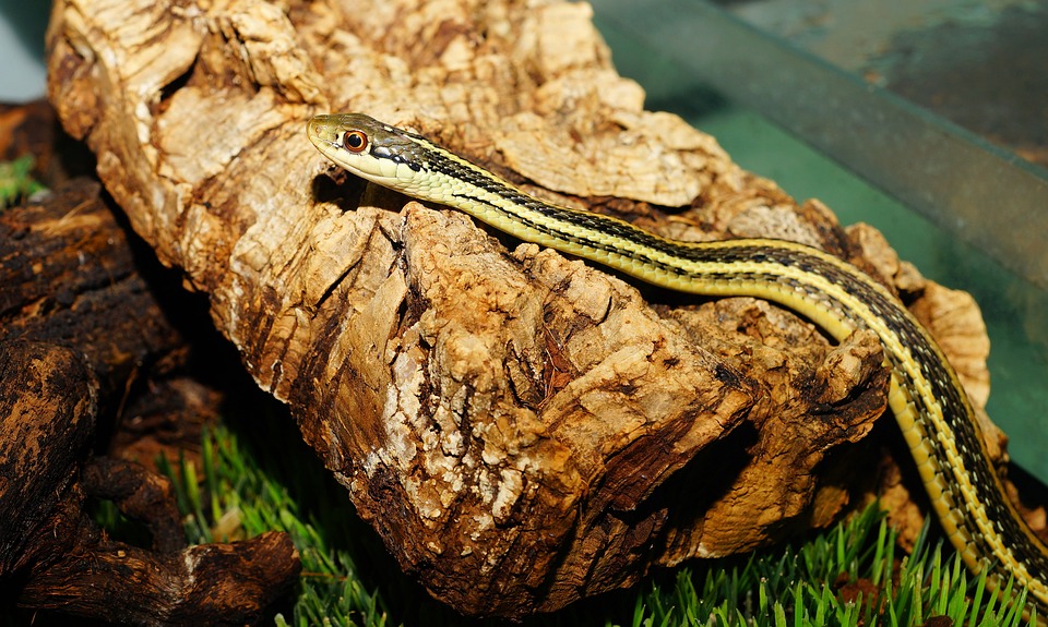 snake on a log