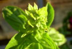 Indian Basil Plant