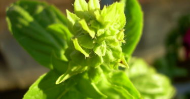 Indian Basil Plant