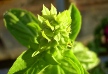 Indian Basil Plant