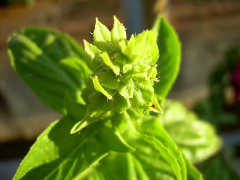Indian Basil Plant